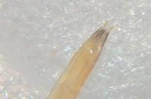 Dasytes croceipes